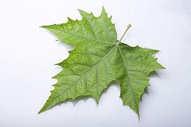 《艾尔登法环》海量情报曝光 用网易UU加速器满速下载快人一步体验